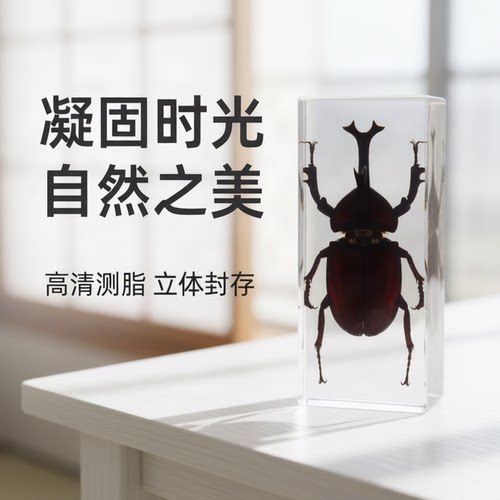 03213独角仙亚克力仿真教学标本