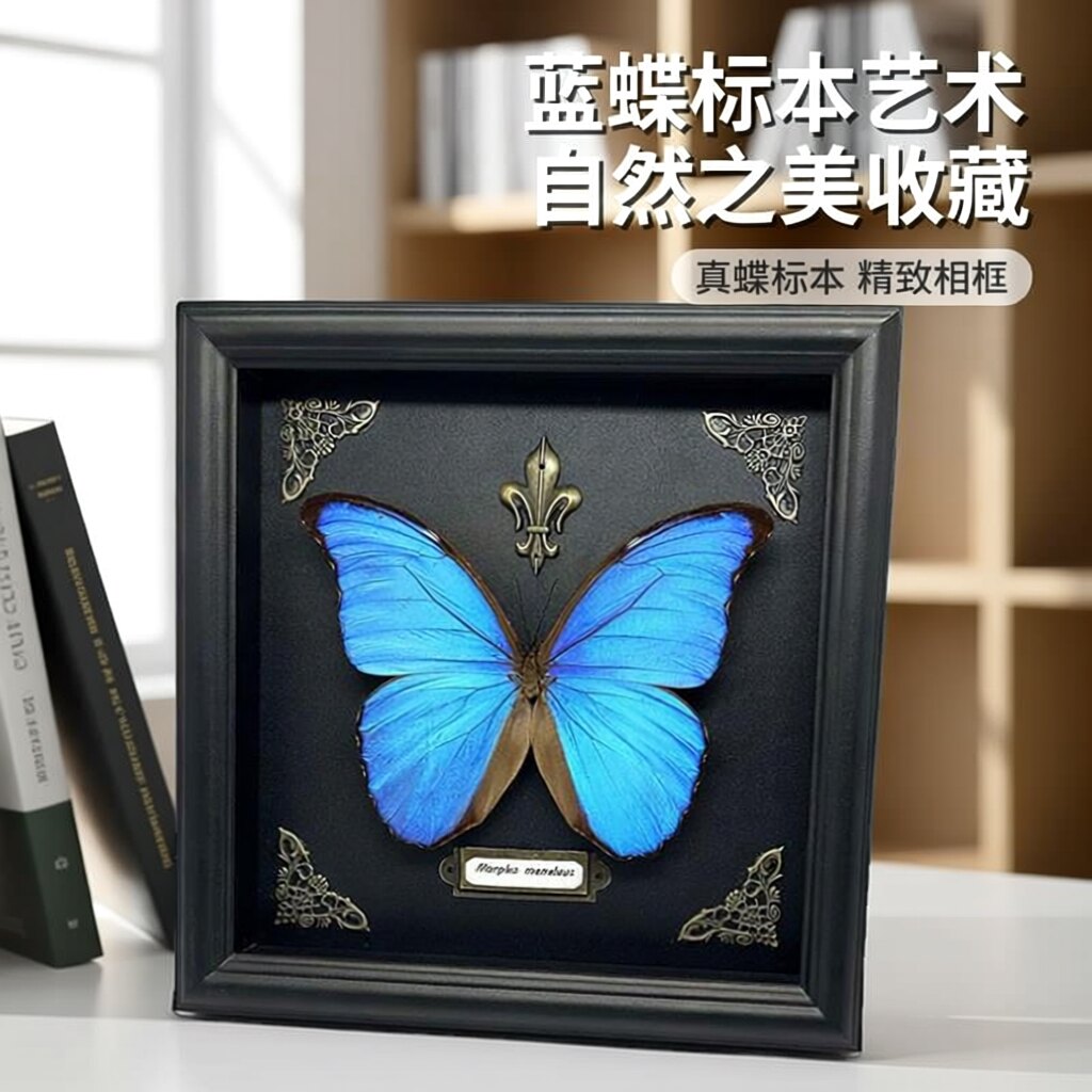 真实天然蝴蝶标本原蝶带相框摆件
