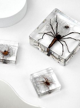 文创蝴蝶装饰透明亚克力树脂标本