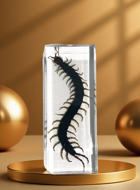 真实树脂标本奖品教学幼儿园海洋