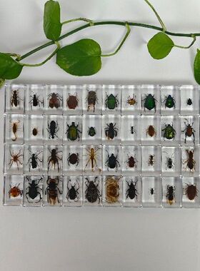 真实昆虫标本植物海洋贝类动物