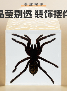 集市真实树脂标本礼品文创小动物