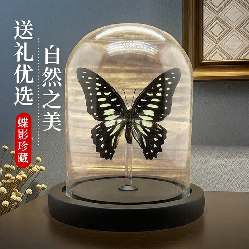 真实蝴蝶标本装饰画摆件昆虫玻璃