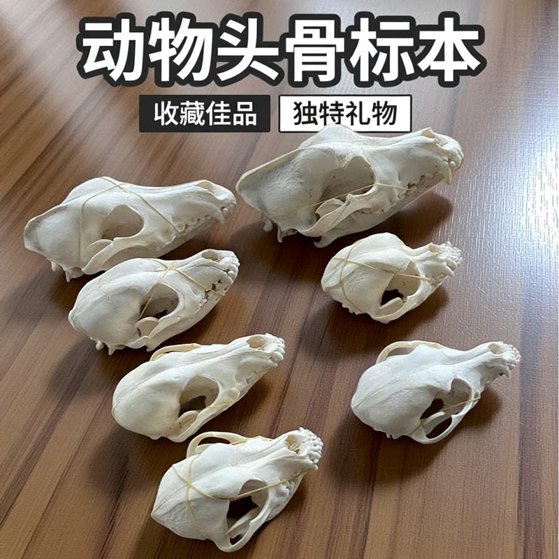 仿真动物头骨模型科普教学解刨