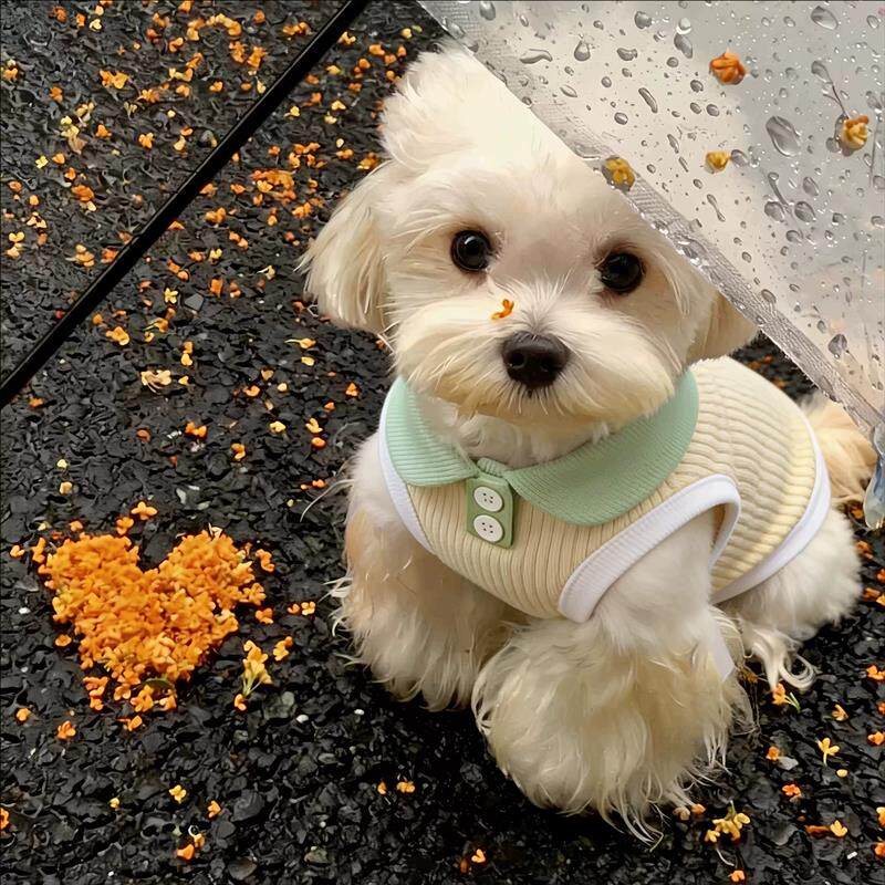 狗狗衣服宠物小型犬春装薄款2026新款背心凉凉衣夏天比熊泰迪厂家
