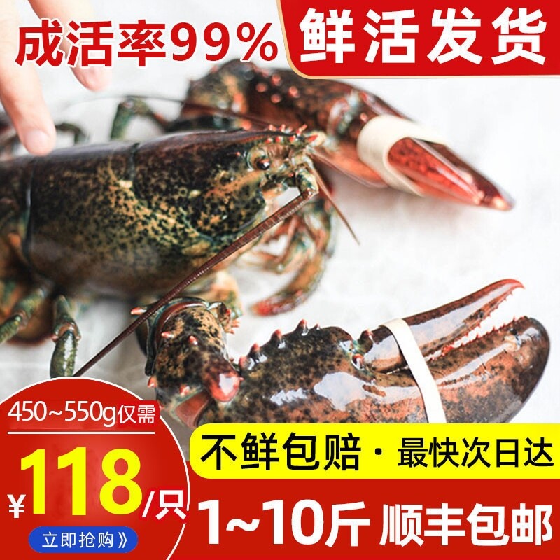 波士顿龙虾鲜活特大大龙虾加拿大龙虾大澳龙海鲜水产特大波龙包邮