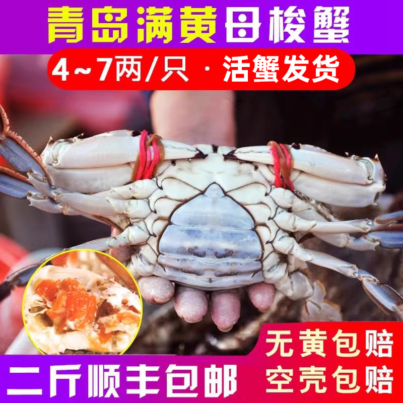 【无膏包赔】活发母梭蟹只只带膏