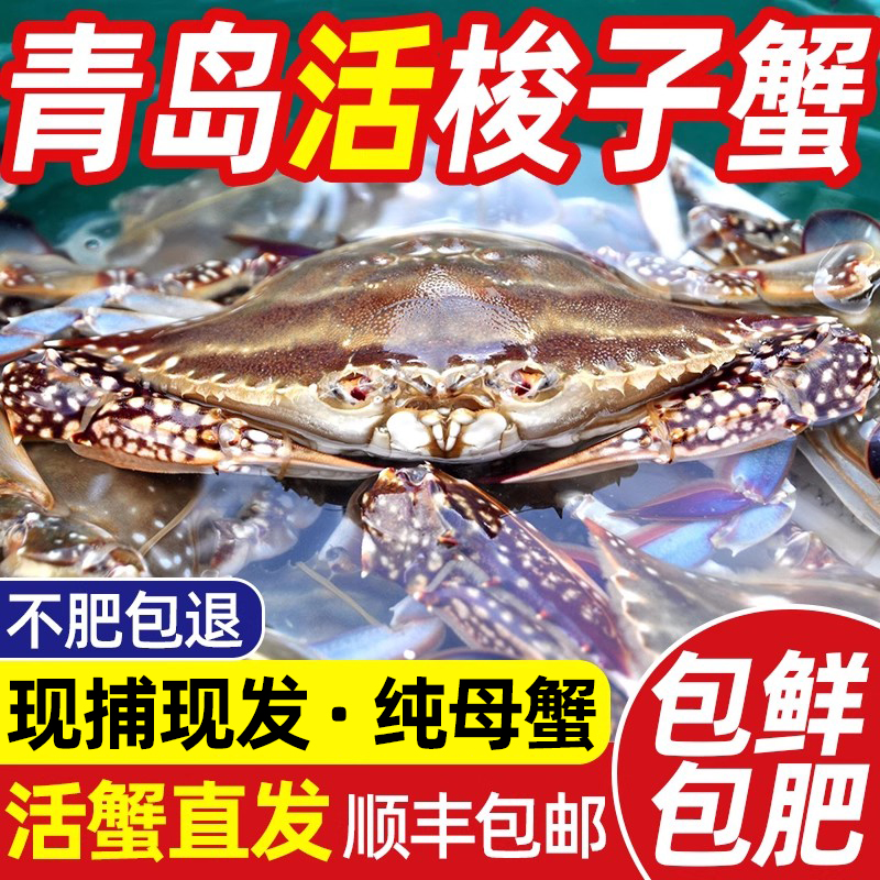 【活发】青岛梭子蟹母蟹顺丰包邮