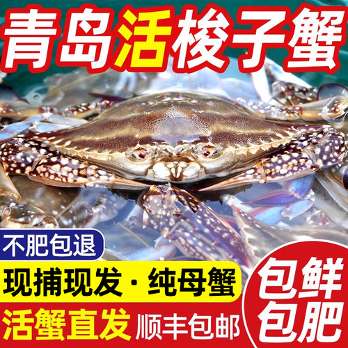 【活发】青岛梭子蟹母蟹顺丰包邮