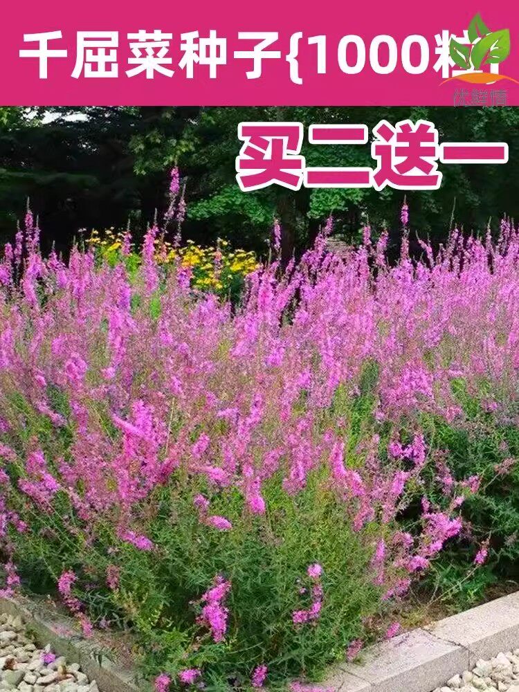 水生植物千屈菜种子四季易活花籽池塘绿化湿地公园造景观赏水草籽