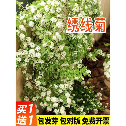 绣线菊种子麻柳叶花籽优质
