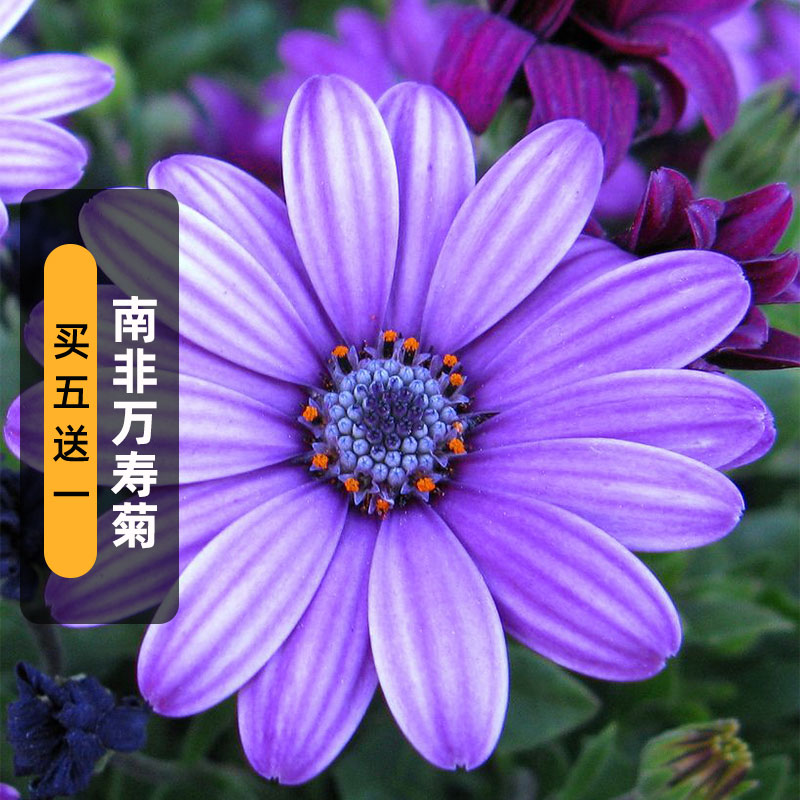 南非万寿菊种子20粒丽日系列非洲雏菊花籽阳台盆栽多年生春秋播