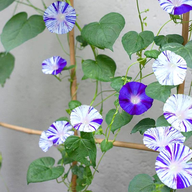 牵牛花种孑喇叭爬藤宿根美