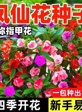 凤仙花种子新采指甲花种子混色防蛇花种籽子庭院室外阳台盆栽包邮