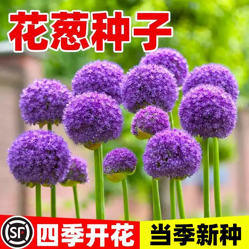 花葱种子多年生宿根虾夷葱花籽四季易活庭院景观绿植盆栽花卉种孑