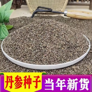 丹参种子中药材野生特级丹参新鲜红丹参种籽四季种植易活高产人参