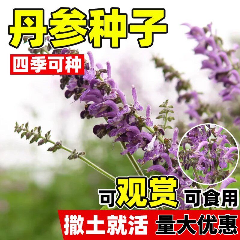丹参种子中药材野生特级丹参新鲜红丹参种籽四季种植易活高产人参