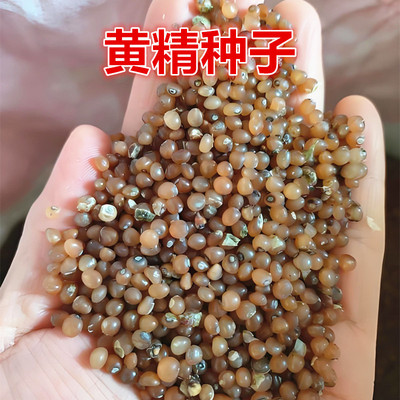 黄精种子鸡头参种籽种籽老虎姜黄精种籽黄精籽滇黄精种子四季播种