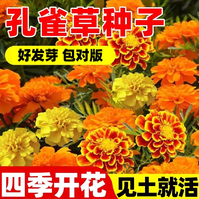 孔雀草花籽万寿菊金盏菊太阳花种籽子孑室外阳台四季矮花播种开花