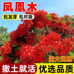 凤凰木树种子树苗种籽林木种籽四季多年生景观绿化工程观叶种籽孑