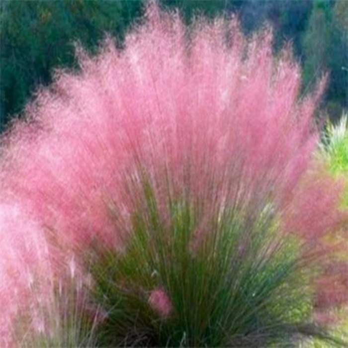 粉黛乱子草种毛芒乱子草花海粉米利庭院花卉多年生观赏四季播易出,鲜花速递/花卉仿真/绿植园艺,家庭园艺种子,淘宝优惠券,粉丝福利购,淘宝优惠卷