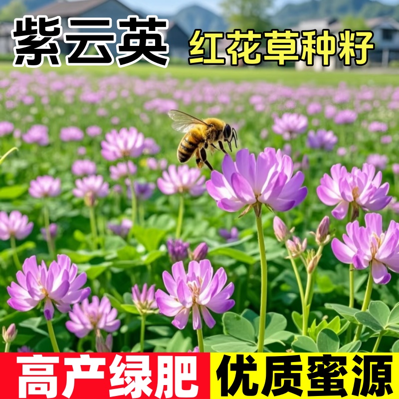紫云英种子红花草籽可食用园林景观养蜂蜜源高产固氮果园绿肥植物