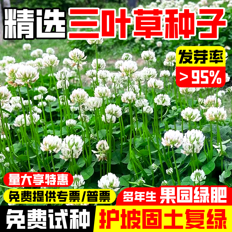 三叶草种子白三叶草籽红三叶草籽四季青草坪牧草果园绿肥四季播种
