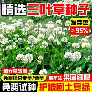三叶草种子白三叶草籽红三叶草籽四季青草坪牧草果园绿肥四季播种