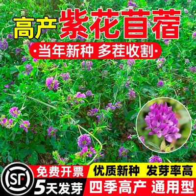紫花苜蓿草种籽多年生牧草种子四季养殖喂羊牛鸡鸭鹅草鱼牧草种籽