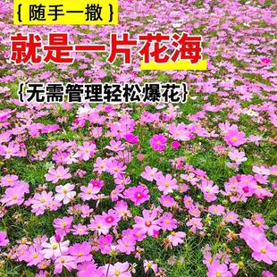 开花不断花籽庭院易种活室外 耐寒花种多年生野花组合种子四季