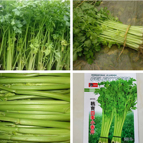四季播小香芹种子庭院阳台 蔬菜种籽 香味浓芳香新种 西芹菜种子