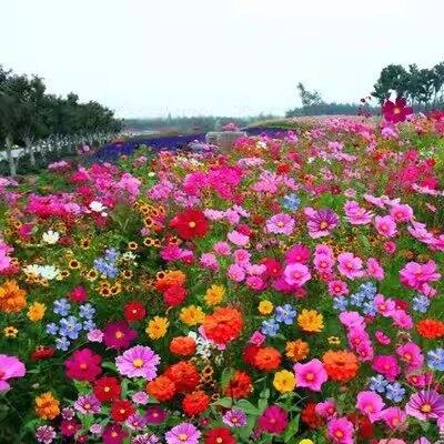 四季播种太阳花野花组合花种子