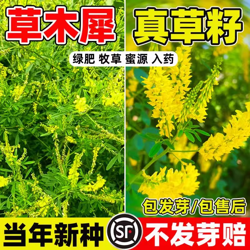 草木犀种子草木樨籽优质牧草种黄花草绿肥耐旱耐寒耐贫瘠蜜源草籽