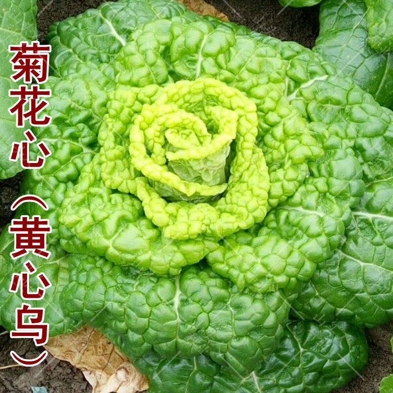 菊花心黄心乌种子黑乌塌菜小白菜种籽秋冬季四季播青菜种蔬菜种孑