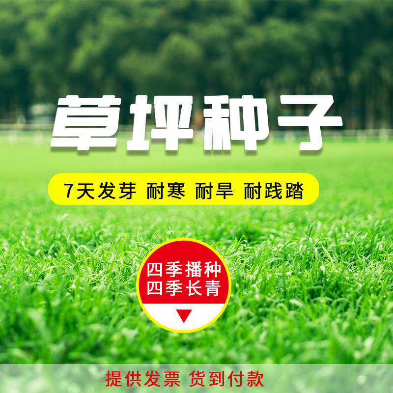 草坪草籽四季常青庭院耐旱耐踩狗牙根结缕草百慕大护坡复绿草种子