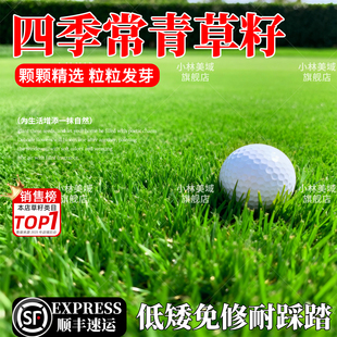 草坪草籽种子四季常青狗牙根马尼拉庭院矮生地毯草皮黑麦草籽绿化