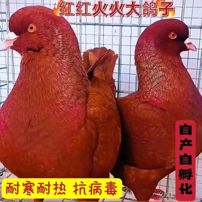 特大型纯种元宝鸽种鸽一对鸽子活一对公母观赏宠物肉鸽包下蛋包邮