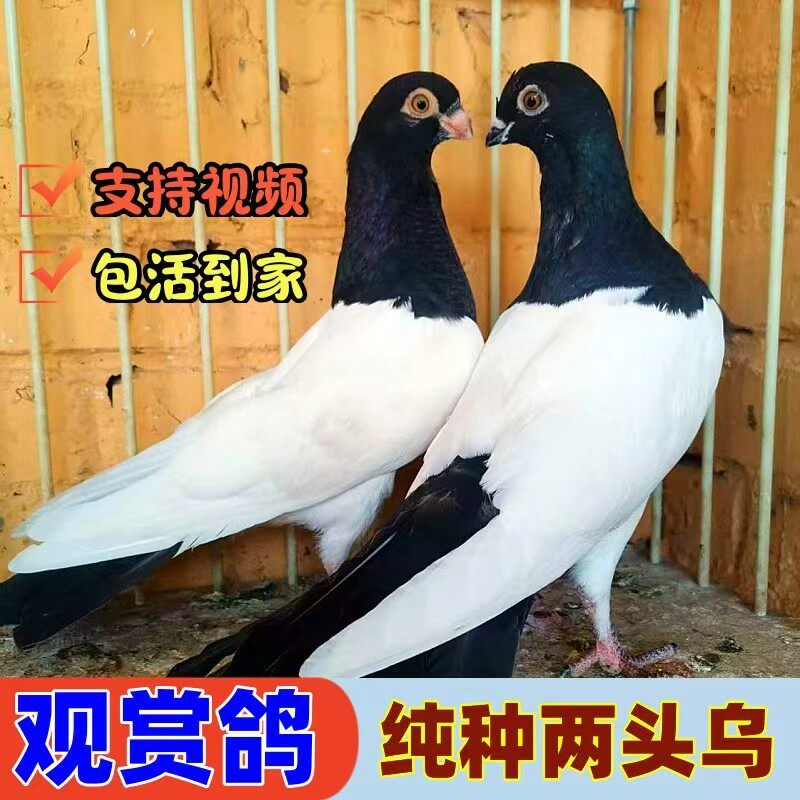 精品两头乌鸽子活体成年种鸽两头红观赏鸽青年幼鸽两头黑活物