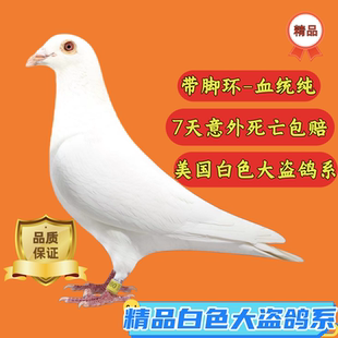 鸽子活物一对白色信鸽白色大盗村松白锡坤白信鸽种鸽幼鸽一对赛鸽