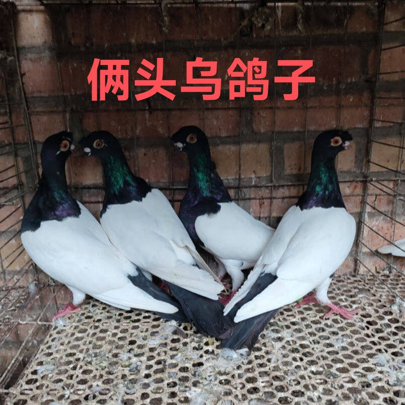 精品两头乌鸽子活体成年种鸽观赏鸽青年幼鸽两头黑活物