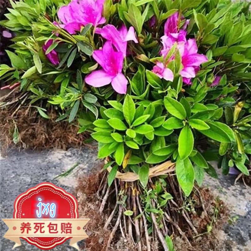 毛杜鹃夏娟花树苗茶梅映山红小苗庭院花坛开花卉植物工程绿化苗木 鲜花速递/花卉仿真/绿植园艺 时令草本花卉 原图主图