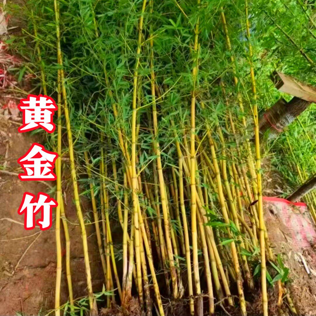 黄金竹金镶玉竹观赏竹苗景观庭