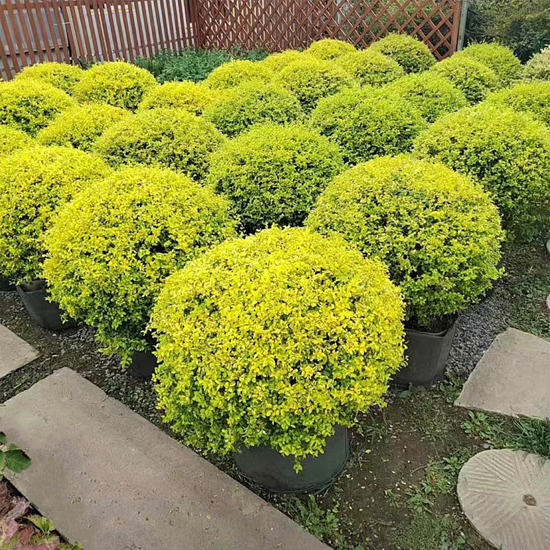 亮金叶女贞球棒棒糖苗圃直销