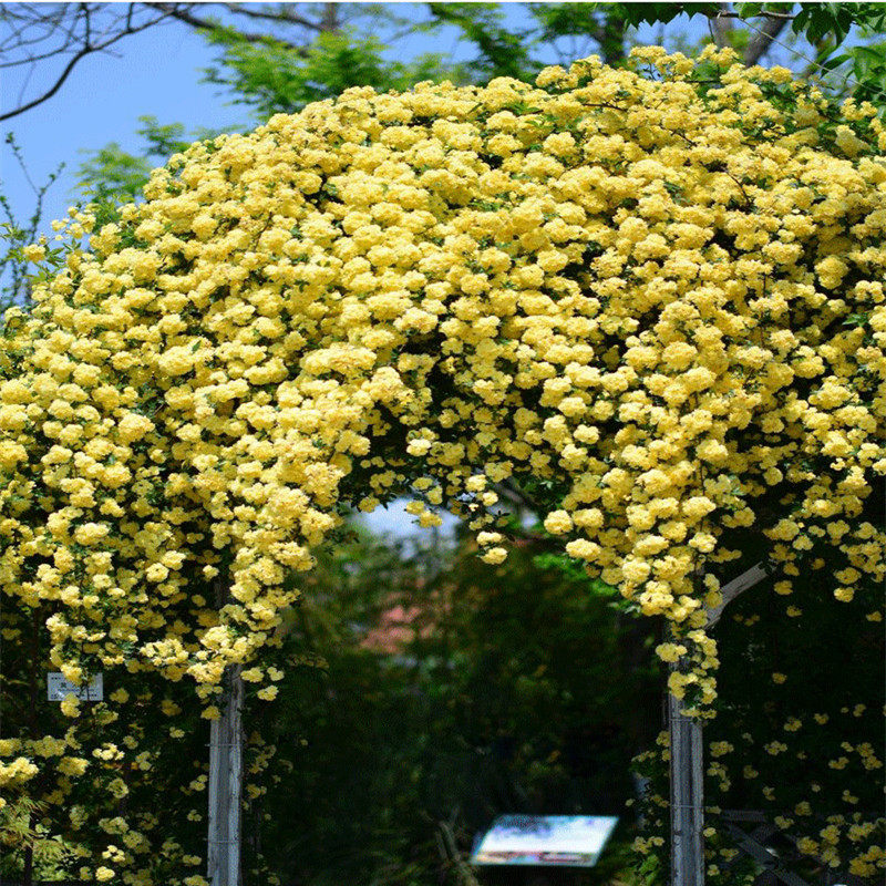 木香花苗爬藤植物庭院蔷薇开花卉四季浓香盆栽甜蜜红白黄木香花苗