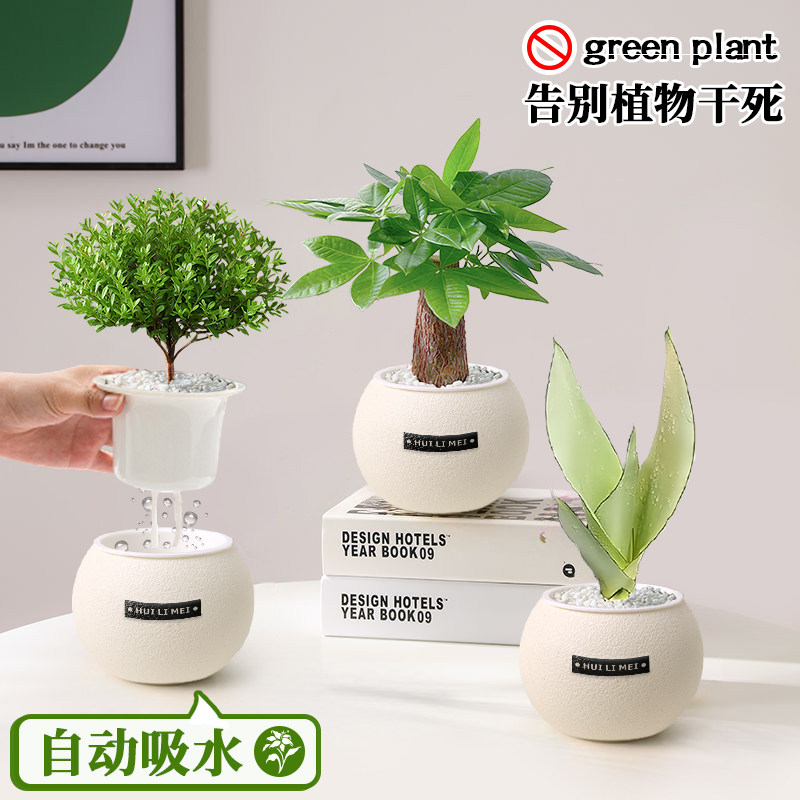 绿植室内小盆栽桌面发财树易活四季懒人养的花吸甲醛植物幼儿园,鲜花速递/花卉仿真/绿植园艺,花瓶,淘宝优惠券,粉丝福利购,淘宝优惠卷