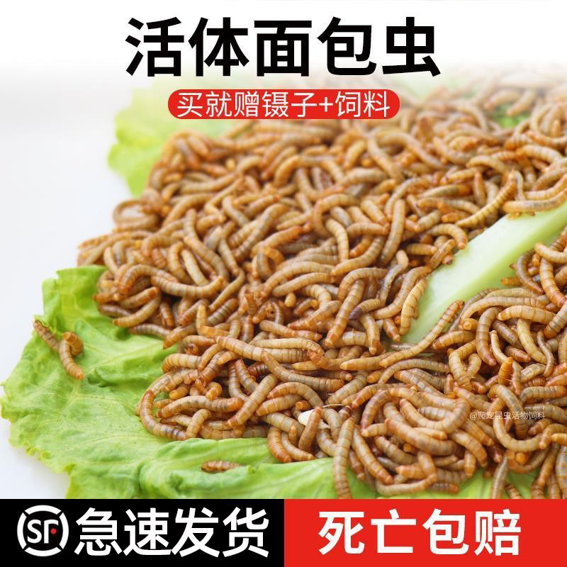 面包虫活饵仓鼠乌龟守宫角蛙鸟食
