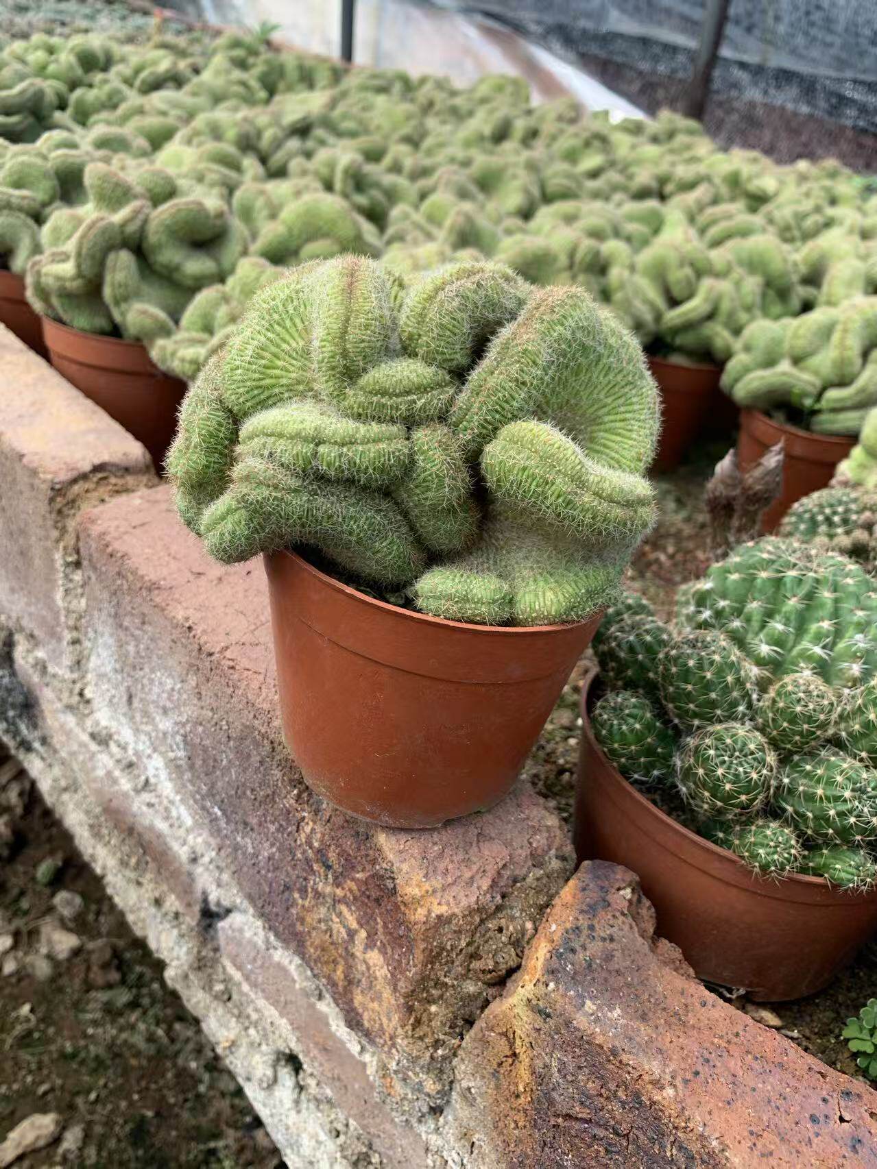 稀有宝山缀化仙人球萌球趣味多肉植物非白檀缀化新手易养防辐射盆
