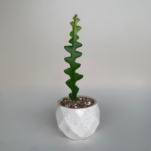 鱼骨令箭多肉植物锯齿令箭荷花昙花室内花卉盆栽花好养活阳台绿植