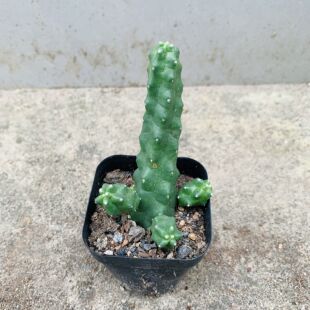 桃太郎无刺开花漂亮鹿角柱属美花角盆栽仙人球阳台花卉绿植多肉