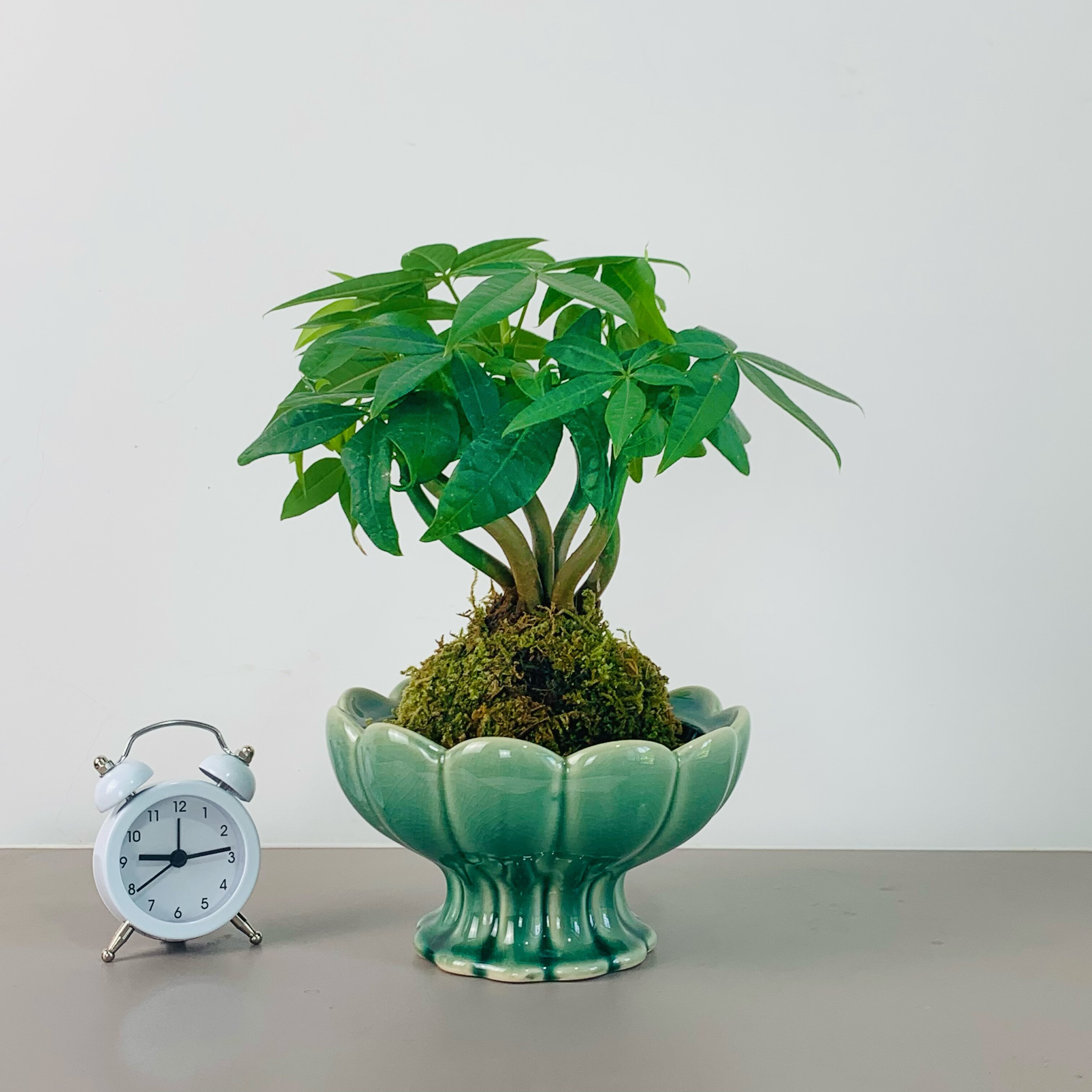 苔藓球奇趣发财树北欧风水培植物绿植北欧风桌面盆栽室内四季好养